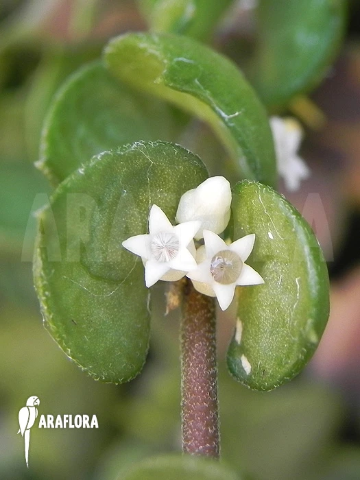 Antplant 'Dischidia Ruscifolia' 3 Antplant 'Dischidia Ruscifolia' - Image 3