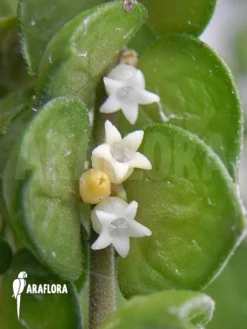 Green Haven Sales Store -Green Haven Sales Store Dischidia ruscifolia 6