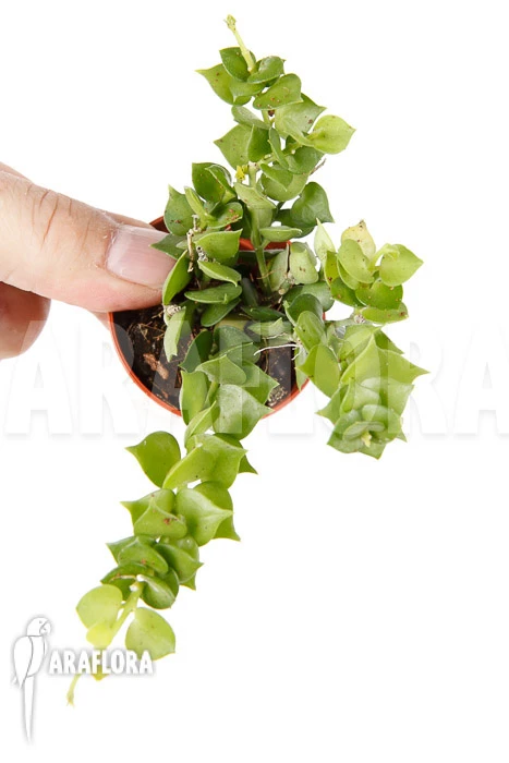 Antplant 'Dischidia Ruscifolia' 'starter' 1 Antplant 'Dischidia Ruscifolia' 'starter'