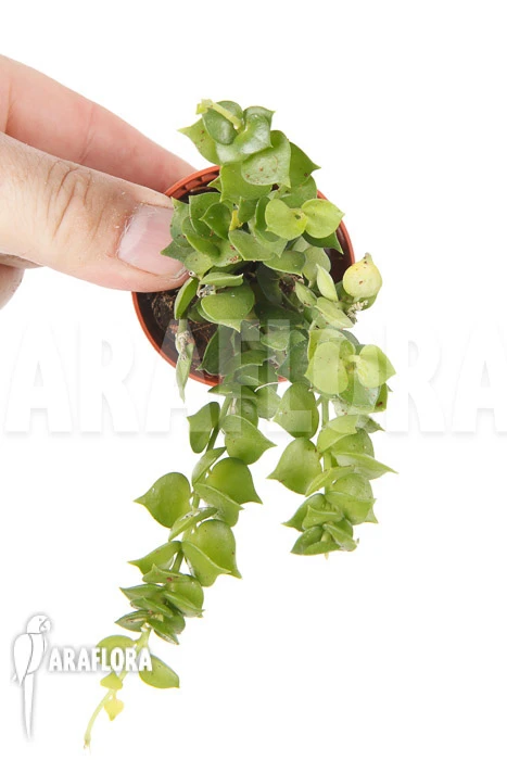 Antplant 'Dischidia Ruscifolia' 'starter' 2 Antplant 'Dischidia Ruscifolia' 'starter' - Image 2