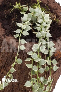 Antplant 'Dischidia Ruscifolia Variegata'