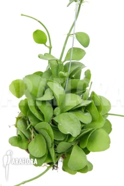 Antplant 'Dischidia Sp Geri'