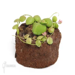 Antplant 'Dischidia Species Thailand'