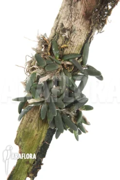 Orchid 'Dockrillia Prenticei'