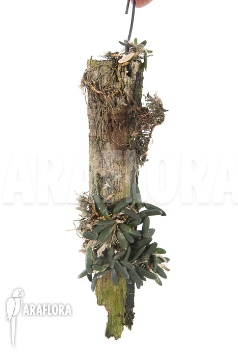 Orchid 'Dockrillia Prenticei' 2 Orchid 'Dockrillia Prenticei' - Image 2