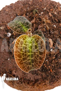 Orchid 'Dossinia Marmorata'