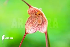 Orchid 'Dracula Diabola'