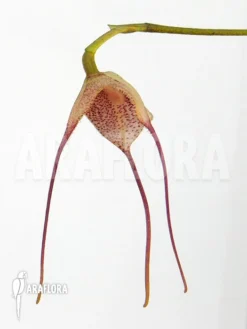 Orchid 'Dracula Diabola' -Green Haven Sales Store Dracula diabola 3