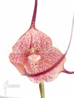 Orchid 'Dracula Diabola' -Green Haven Sales Store Dracula diabola 4 1