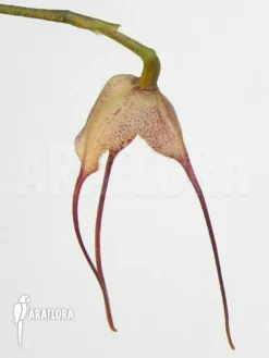 Orchid 'Dracula Diabola' -Green Haven Sales Store Dracula diabola 5