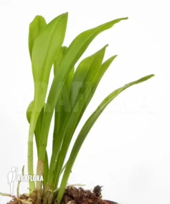 Orchid 'Dracula Diabola' -Green Haven Sales Store Dracula diabola 6