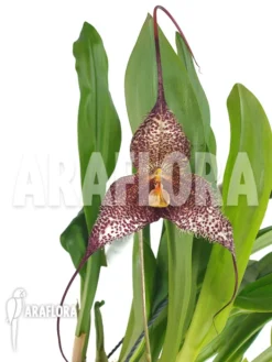Orchid 'Dracula Gorgona'
