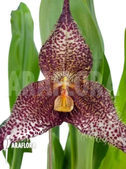 Orchid 'Dracula Gorgona' -Green Haven Sales Store Dracula gorgona 3