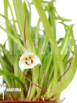 Orchid 'Dracula Lotax'