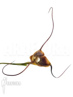 Orchid 'Dracula Radiosa'