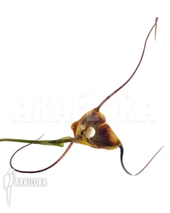 Orchid 'Dracula Radiosa' -Green Haven Sales Store Dracula radiosa 3