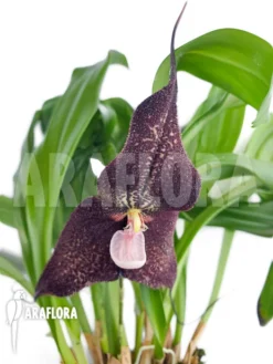 Orchid 'Dracula Roezlii'