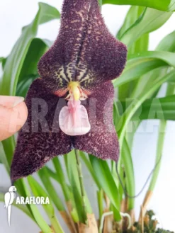 Orchid 'Dracula Roezlii' -Green Haven Sales Store Dracula roezlii 3