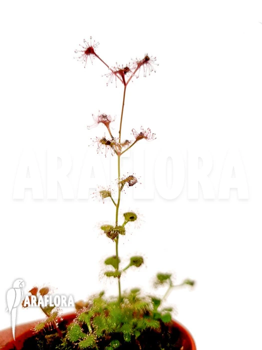 Sundew 'Drosera Aff. Stolonifera' 1 Sundew 'Drosera Aff. Stolonifera'