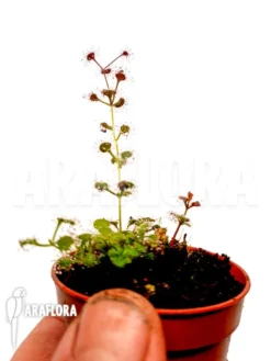 Sundew 'Drosera Aff. Stolonifera' 6 Sundew 'Drosera Aff. Stolonifera' -Green Haven Sales Store Drosera aff stolonifera 3