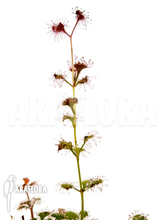 Sundew 'Drosera Aff. Stolonifera' 4 Sundew 'Drosera Aff. Stolonifera' - Image 4