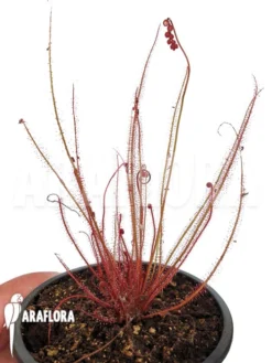 Sundew 'Drosera Filiformis Var. Floridana F. Albiflora' -Green Haven Sales Store Drosera filiformis var Floridana f albiflora 2