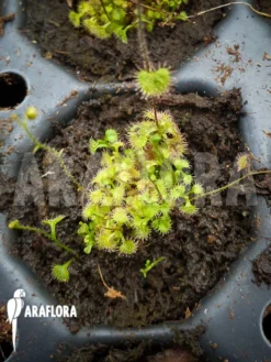 Sundew 'Drosera Indumenta'
