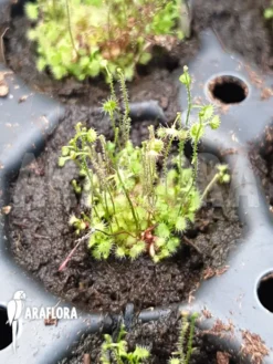 Sundew 'Drosera Indumenta' -Green Haven Sales Store Drosera indumenta 2
