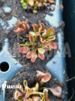 Sundew 'Drosera Praefolia' -Green Haven Sales Store Drosera praefolia 2