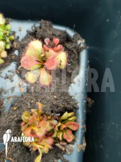 Sundew 'Drosera Praefolia' -Green Haven Sales Store Drosera praefolia 3