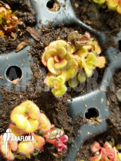 Sundew 'Drosera Squamosa' -Green Haven Sales Store Drosera squamosa 3