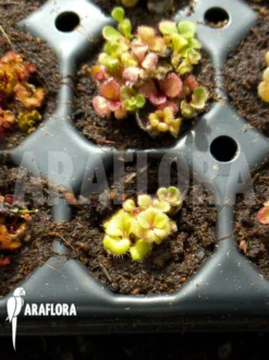 Sundew 'Drosera Squamosa' -Green Haven Sales Store Drosera squamosa 5