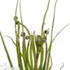 Drosophyllum Lusitanicum