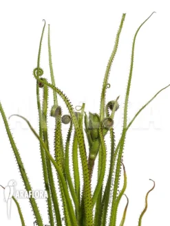 Drosophyllum Lusitanicum