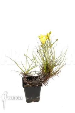 Drosophyllum Lusitanicum 8 Drosophyllum Lusitanicum -Green Haven Sales Store Drosophyllum lusitanicum 3