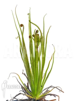 Drosophyllum Lusitanicum 9 Drosophyllum Lusitanicum -Green Haven Sales Store Drosophyllum lusitanicum 4