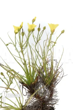 Drosophyllum Lusitanicum 10 Drosophyllum Lusitanicum -Green Haven Sales Store Drosophyllum lusitanicum 5