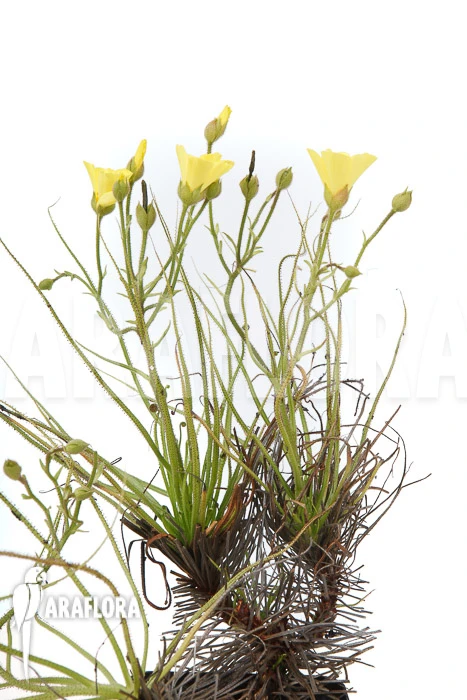 Drosophyllum Lusitanicum 5 Drosophyllum Lusitanicum - Image 5