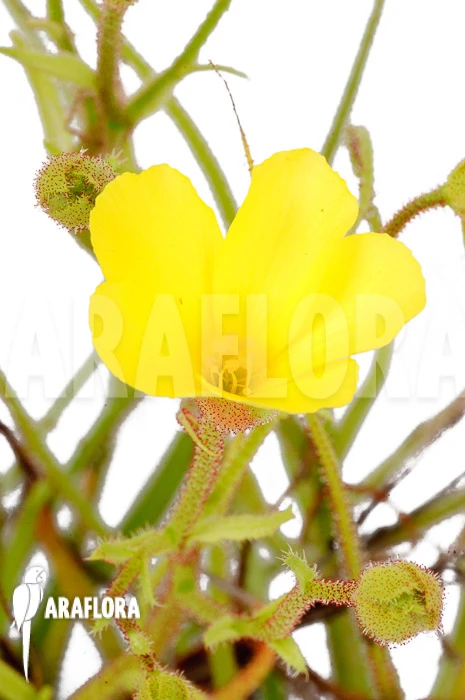 Drosophyllum Lusitanicum 6 Drosophyllum Lusitanicum - Image 6