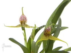 Orchid 'Dryadella Edwallii'