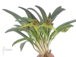 Orchid 'Dryadella Edwallii' -Green Haven Sales Store Dryadella edwallii 4