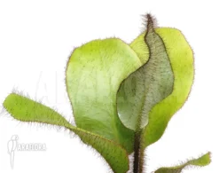 West Indian Tonguefern 'elaphoglossum Crinitum'