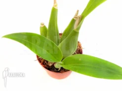 Orchid 'Prosthechea Cochleata (Epidendrum Cochleatum)' -Green Haven Sales Store Encyclia cochleata 4