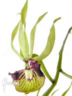 Orchid 'Prosthechea Cochleata (Epidendrum Cochleatum)' -Green Haven Sales Store Encyclia cochleata 5