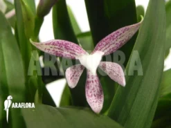 Orchid 'Encyclia Garciana' Starter