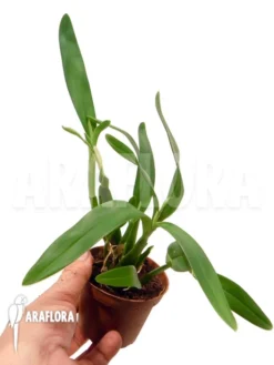 Orchid 'Encyclia Garciana' Starter -Green Haven Sales Store Encyclia garciana starter 3