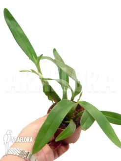 Orchid 'Encyclia Garciana' Starter -Green Haven Sales Store Encyclia garciana starter 4