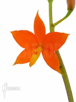 Orchid 'Encyclia Vitellina'