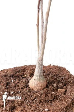 Entada Leptostachya -Green Haven Sales Store Entada Leptostachya 3