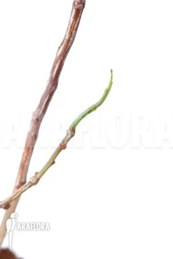 Entada Leptostachya -Green Haven Sales Store Entada Leptostachya 4